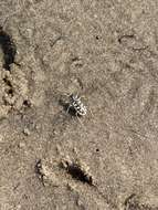 Image of Cicindela (Lophyridia) asperula L. Dufour 1821