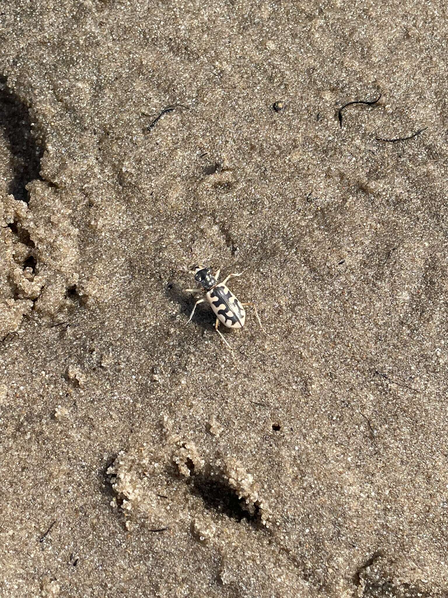 Image of Cicindela (Lophyridia) asperula L. Dufour 1821