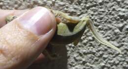 Image of Flat-tailed House Gecko