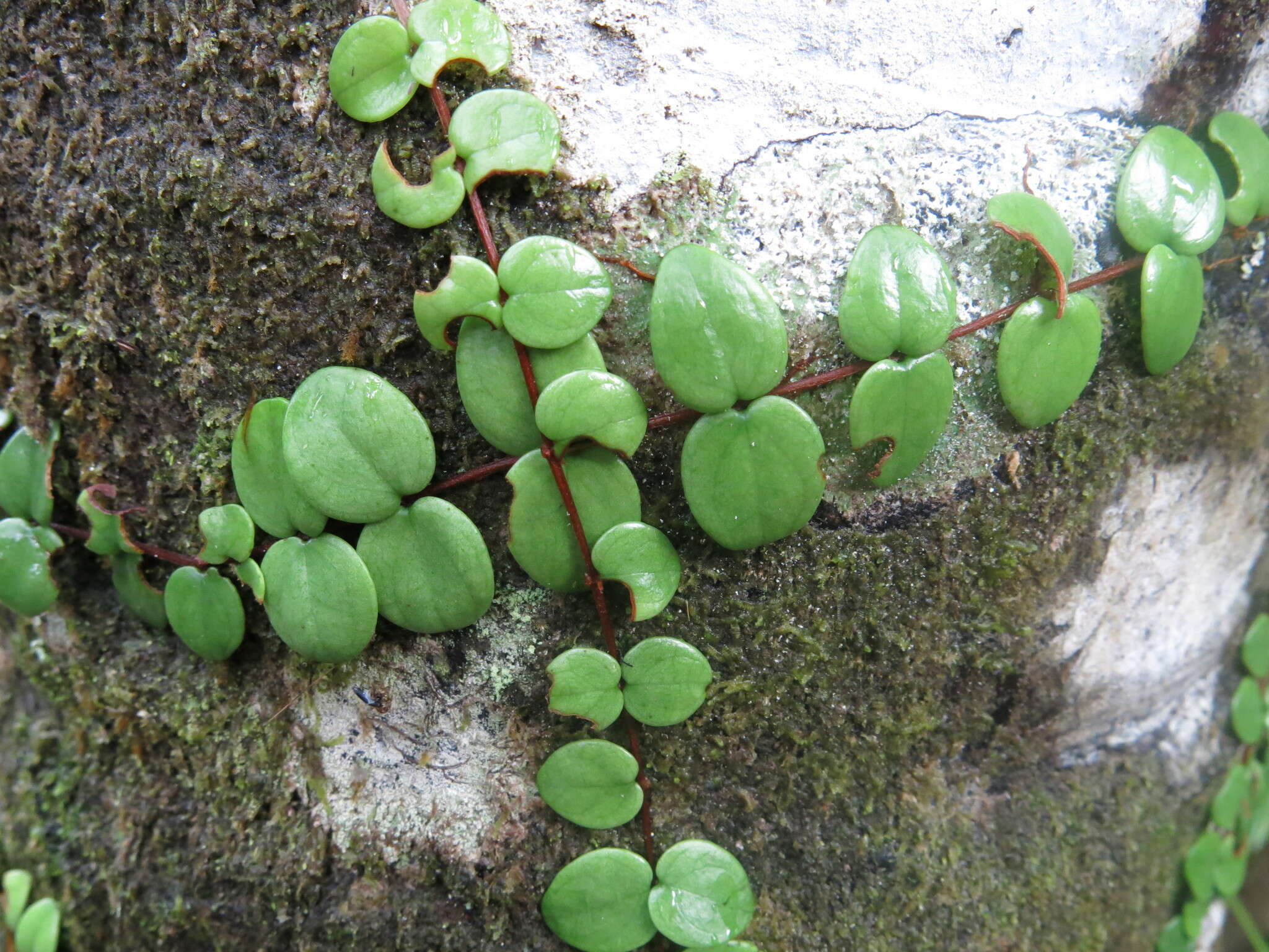 Image of Metrosideros perforata (J. R. & G. Forst.) A. Rich.