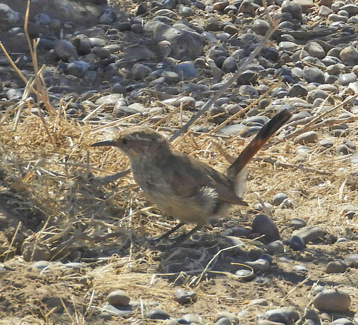 Image of Band-tailed Earthcreeper