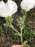 Image of red pricklypoppy