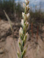 Agropyron tanaiticum Nevski resmi