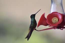 Image of Golden-bellied Starfrontlet