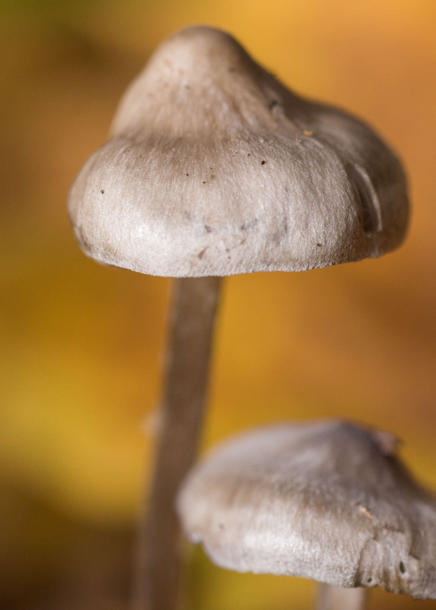 Tephrocybe resmi