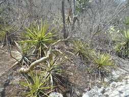 Image of Bursera ariensis (Kunth) Mc Vaugh & Rzedowski