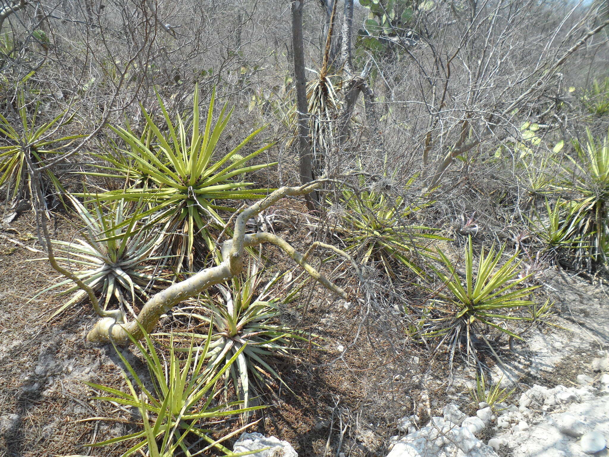 Image of Bursera ariensis (Kunth) Mc Vaugh & Rzedowski