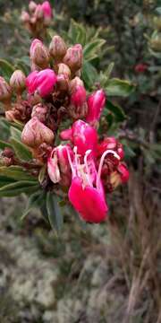 Image of Bejaria mathewsii Field. & Gardn.