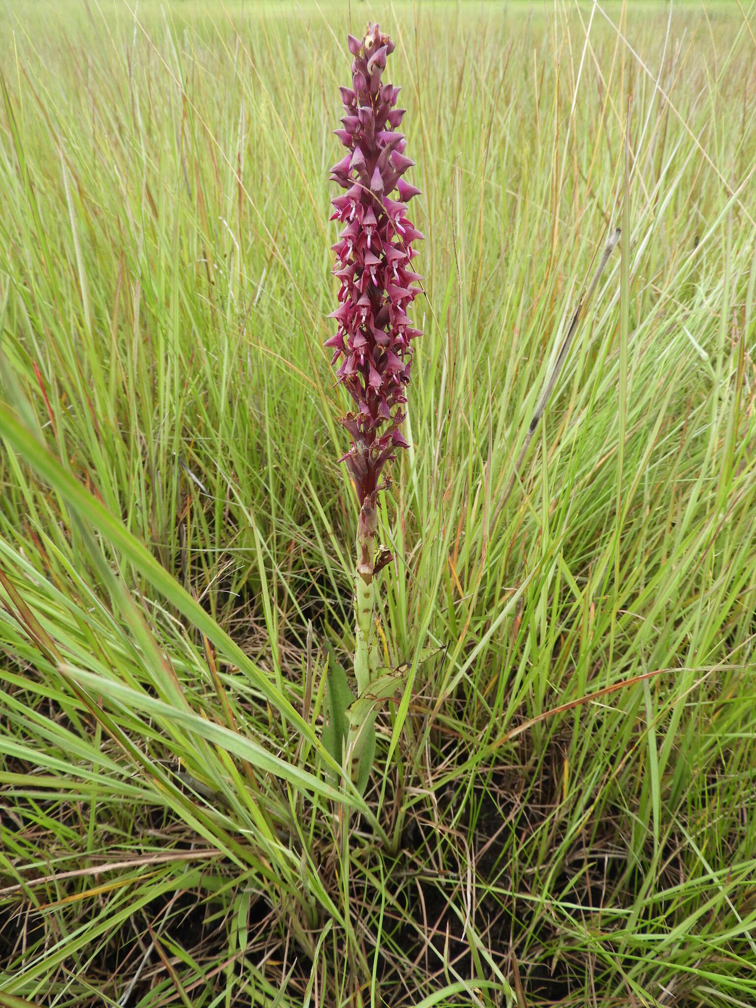 Image de Disa hircicornis Rchb. fil.