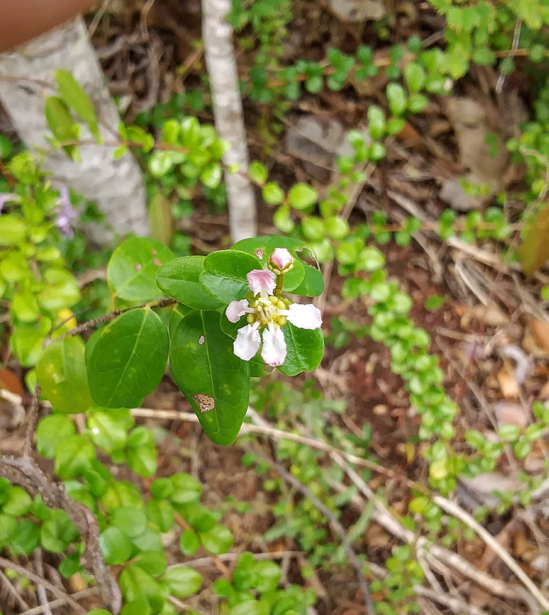 Plancia ëd Heteropterys purpurea (L.) Kunth