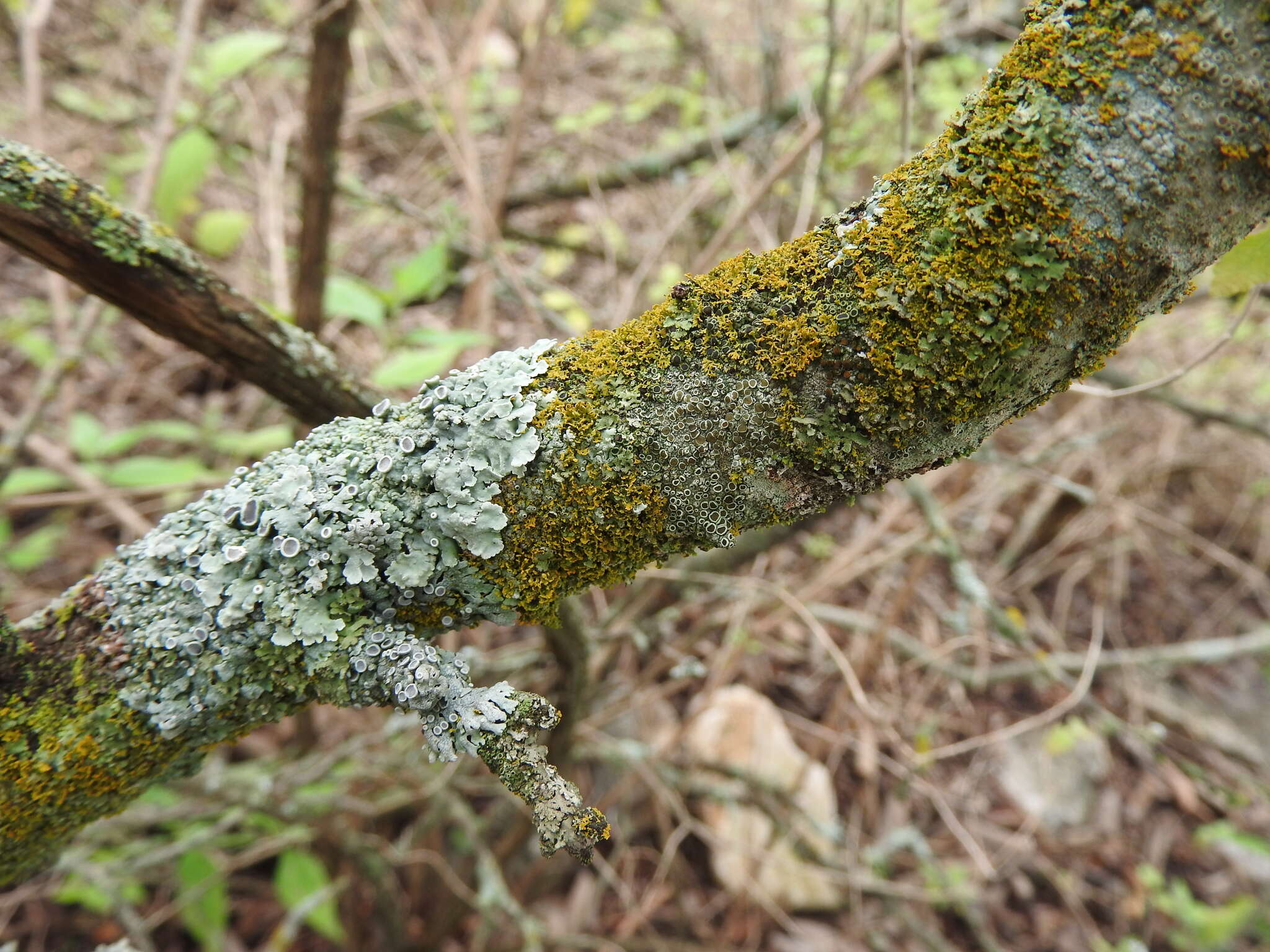 Image of rosette lichen