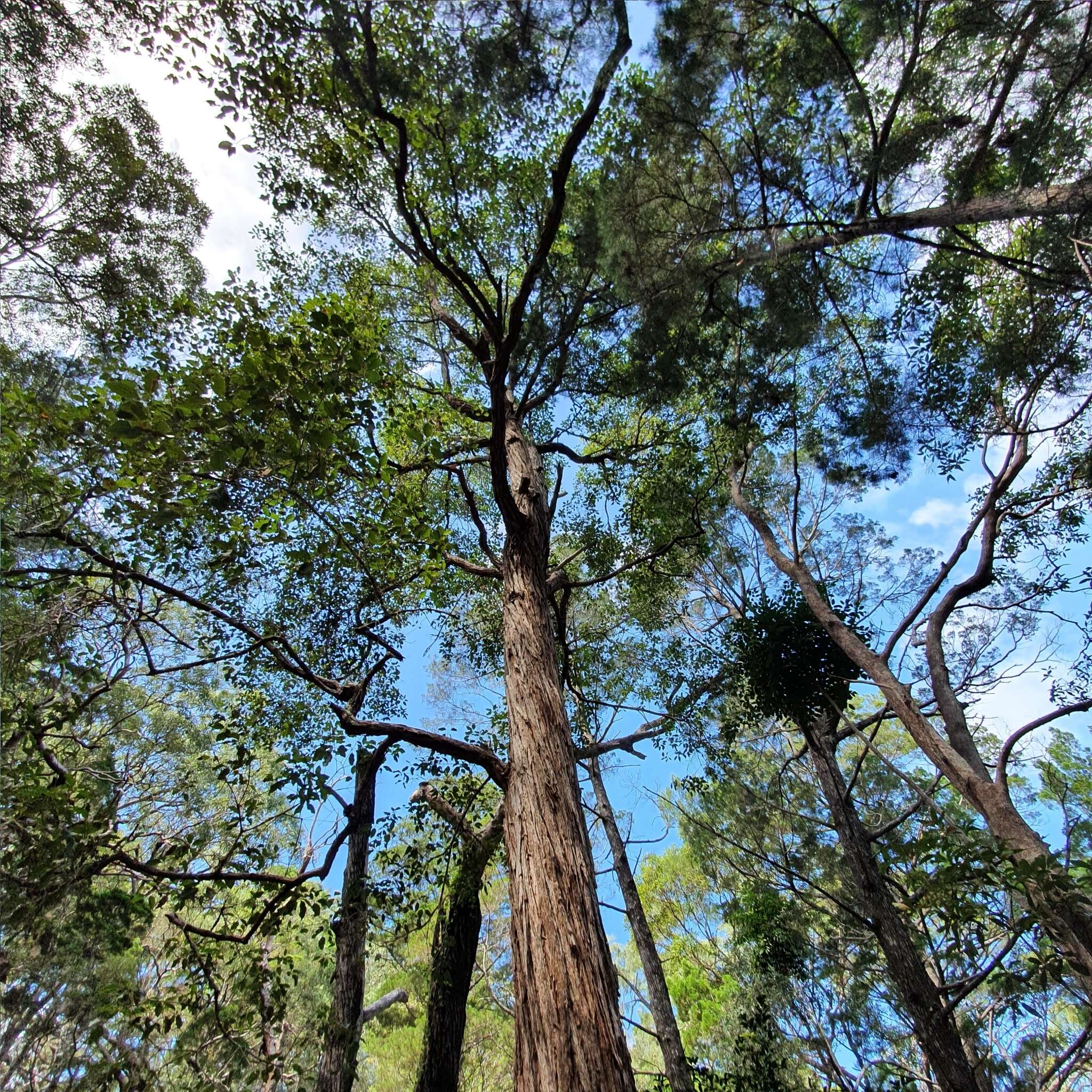 turpentine tree - Encyclopedia of Life