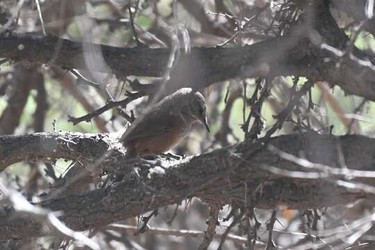 Image of Dusky-tailed Canastero