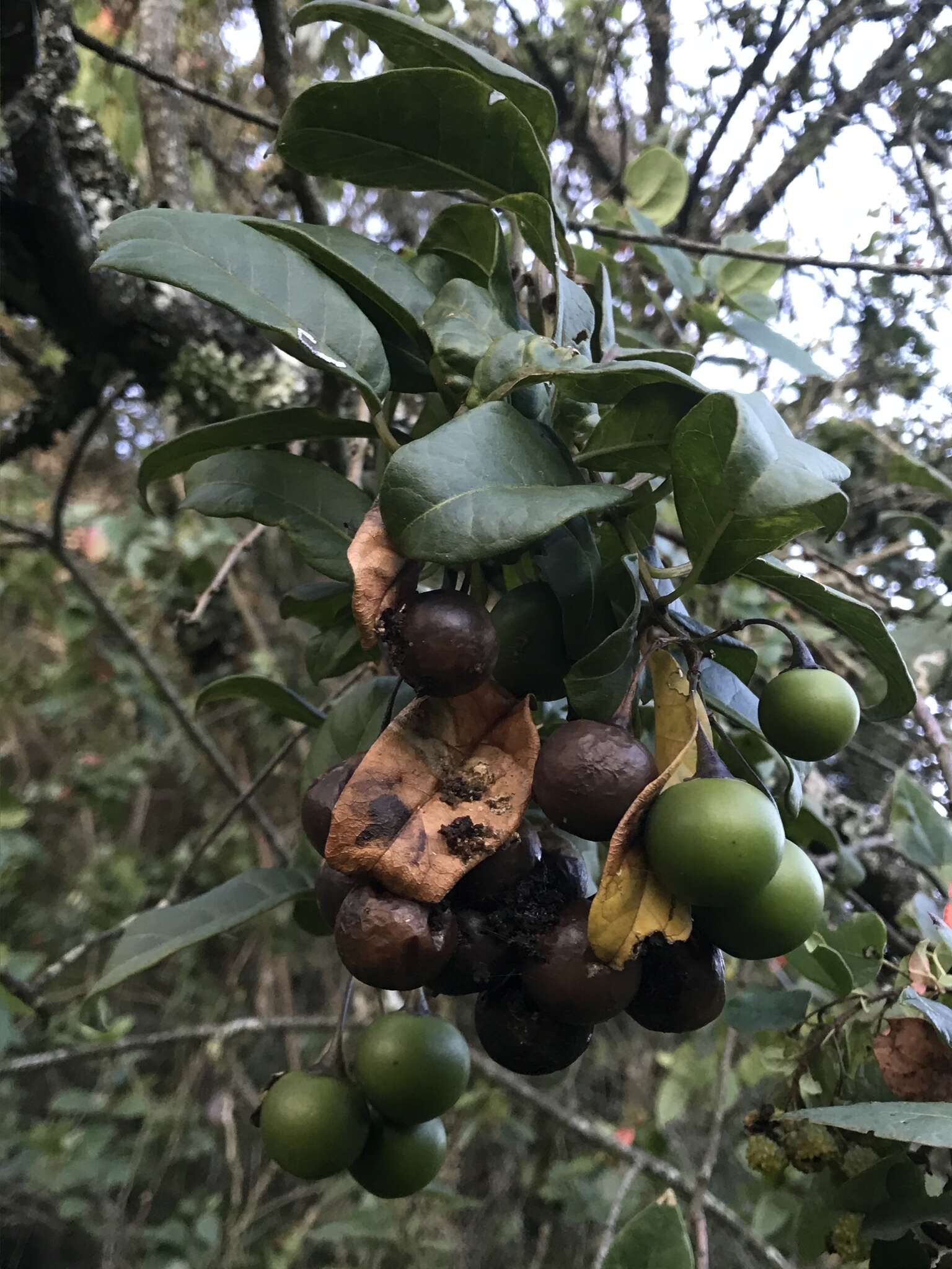 Image of Solanum luculentum C. V. Morton ex S. Knapp