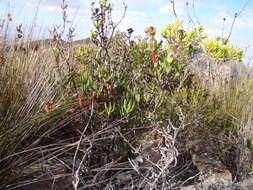 Image of Stayneria neilii (L. Bol.) L. Bol.