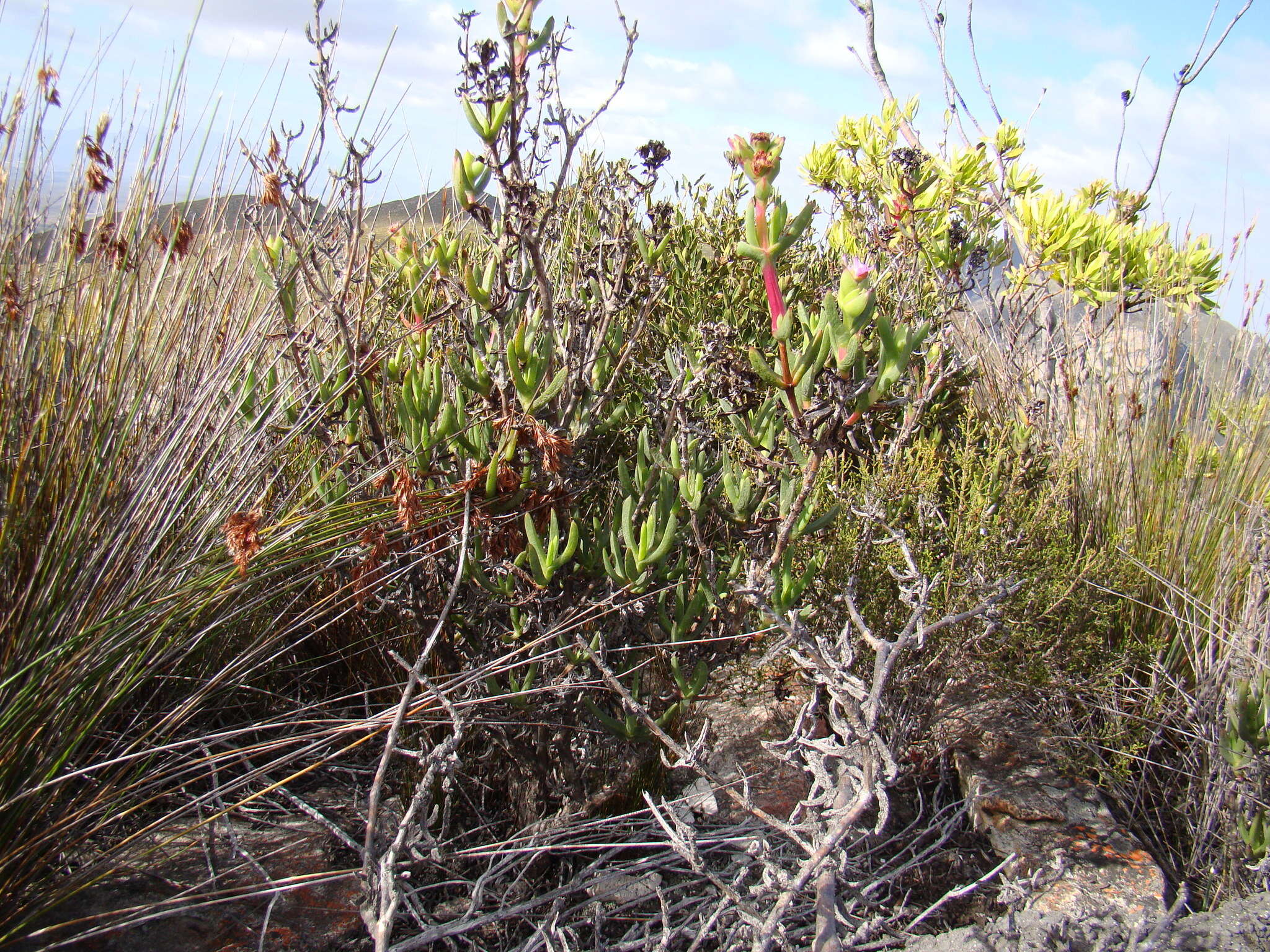 Image of Stayneria neilii (L. Bol.) L. Bol.