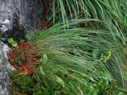 Image of Festuca norica (Hack.) K. Richt.