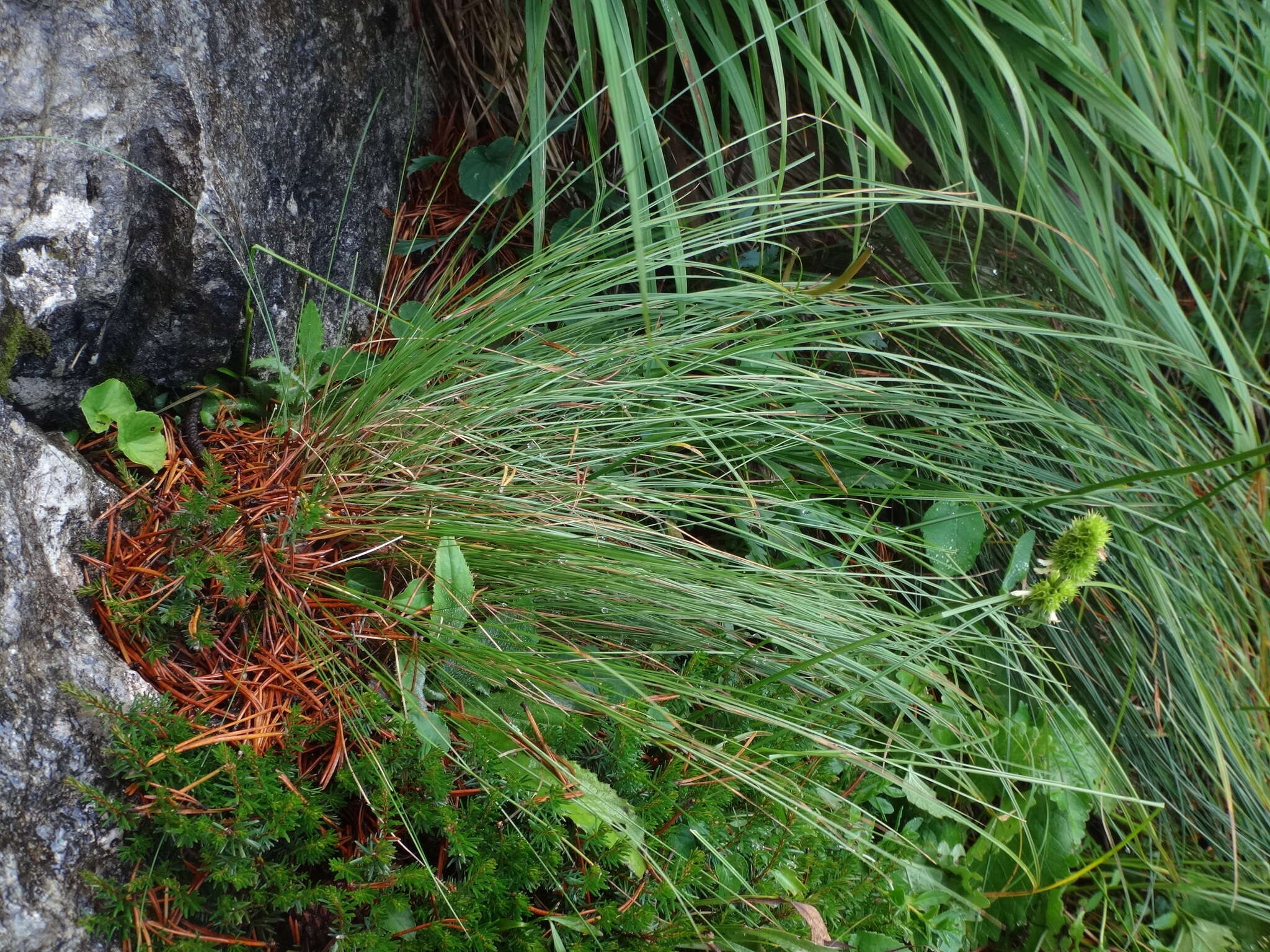 Image of Festuca norica (Hack.) K. Richt.