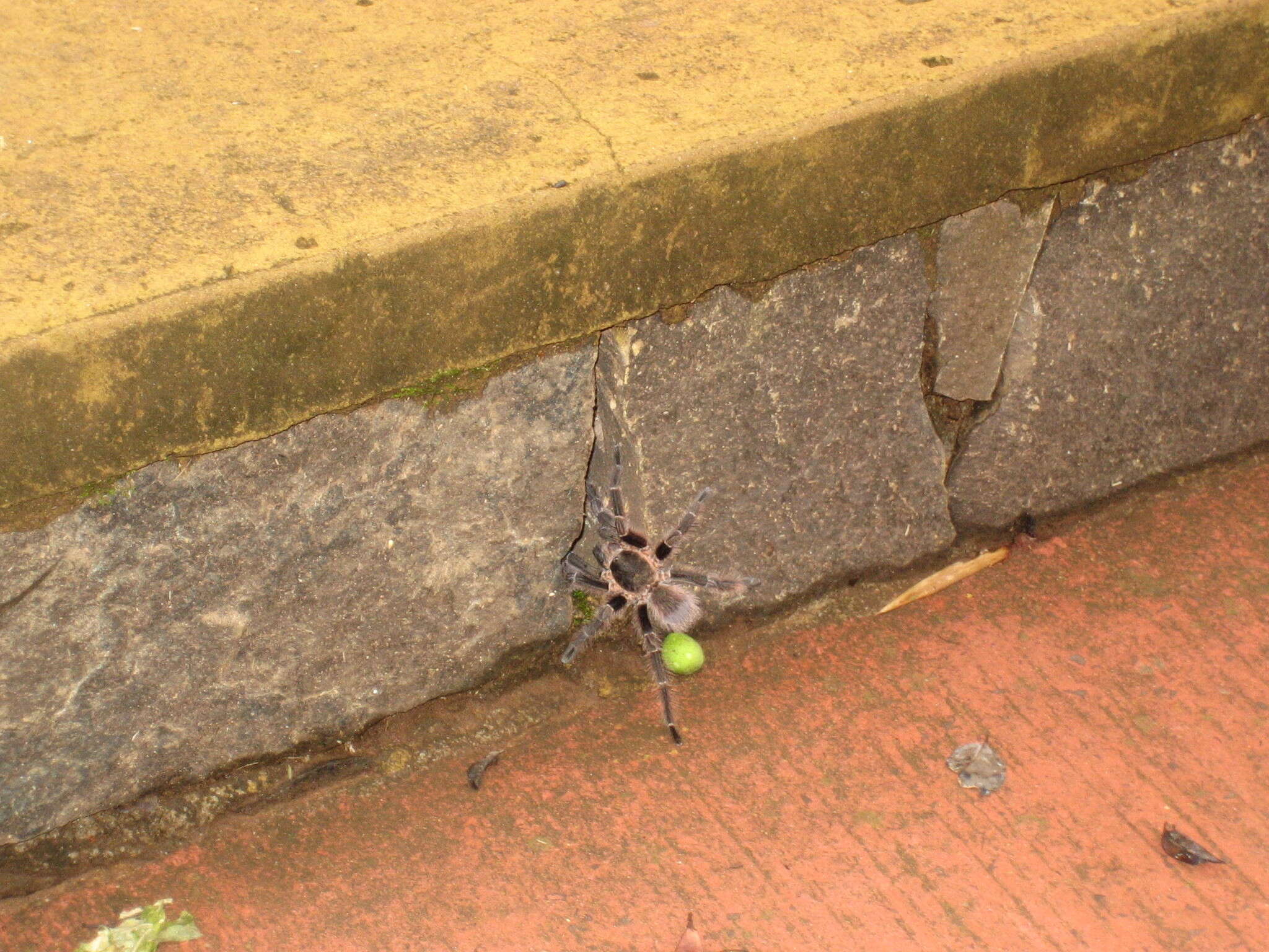 Image of Brazilian Brown Birdeater