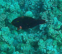 Image of Dusky parrotfish