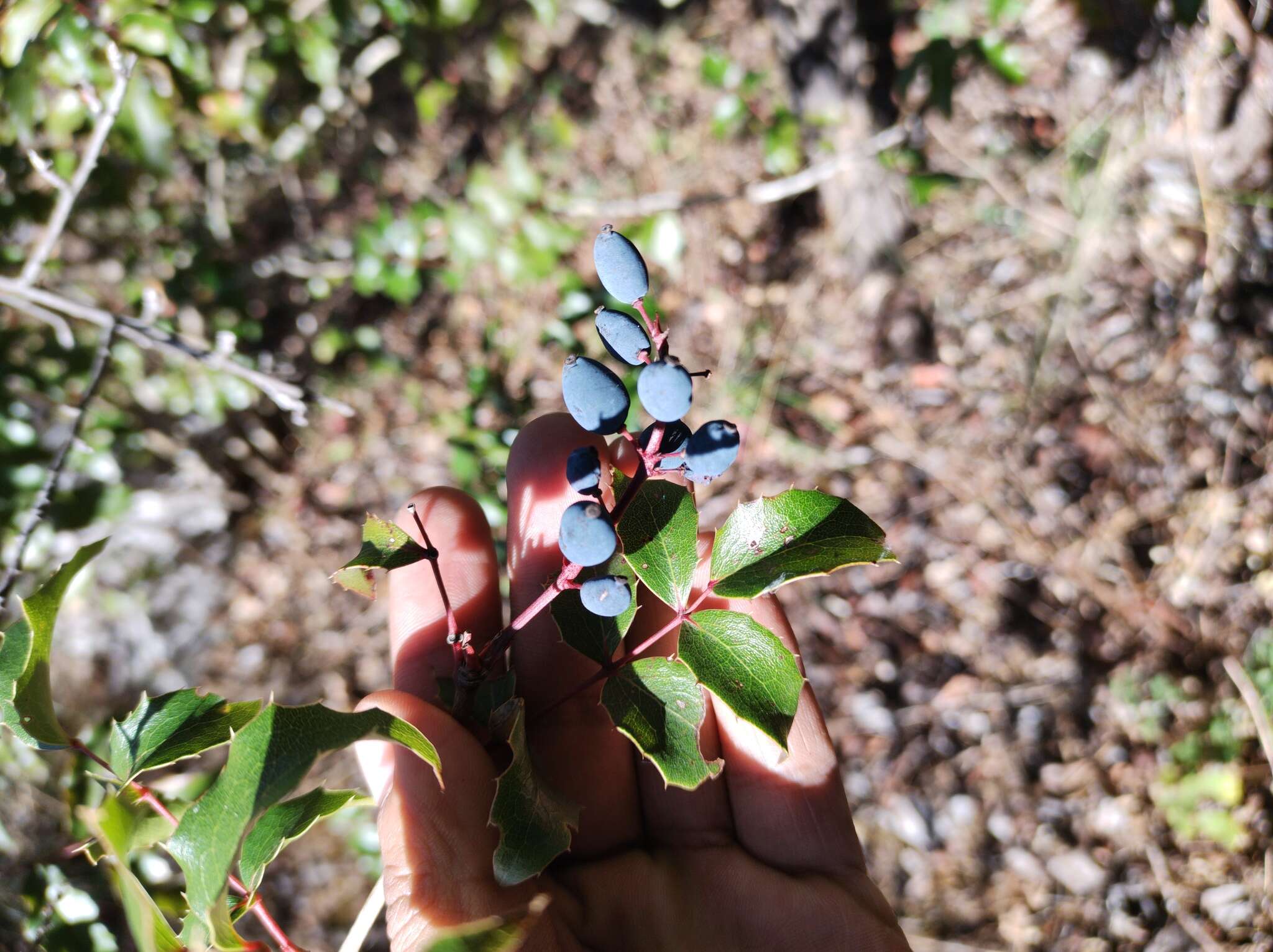 Image of Berberidaceae