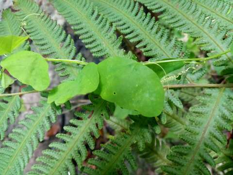 Image of Virgin Island passionflower