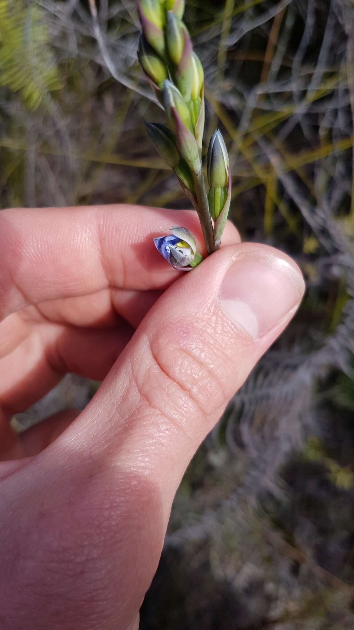 Image of Gumland sun orchid