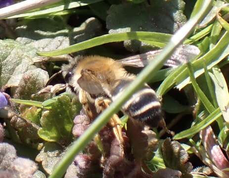 Image of Andrena gravida Imhoff 1832