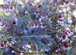 Plancia ëd Erica glabella subsp. laevis E. G. H. Oliver