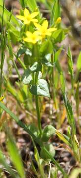 Image of Sebaea micrantha var. intermedia (Cham. & Schltdl.) Marais