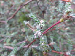 Plancia ëd Polylepis microphylla (Wedd.) Bitter