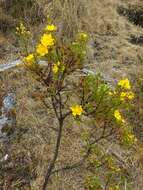 Image of Hypericum goyanesii Cuatrec.