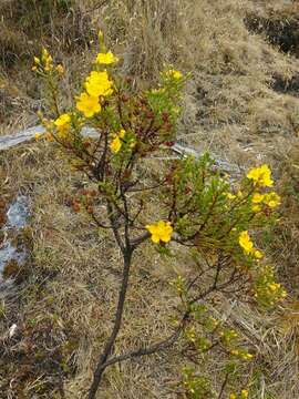 Image of Hypericum goyanesii Cuatrec.