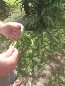 Image of Eastern Green Snake