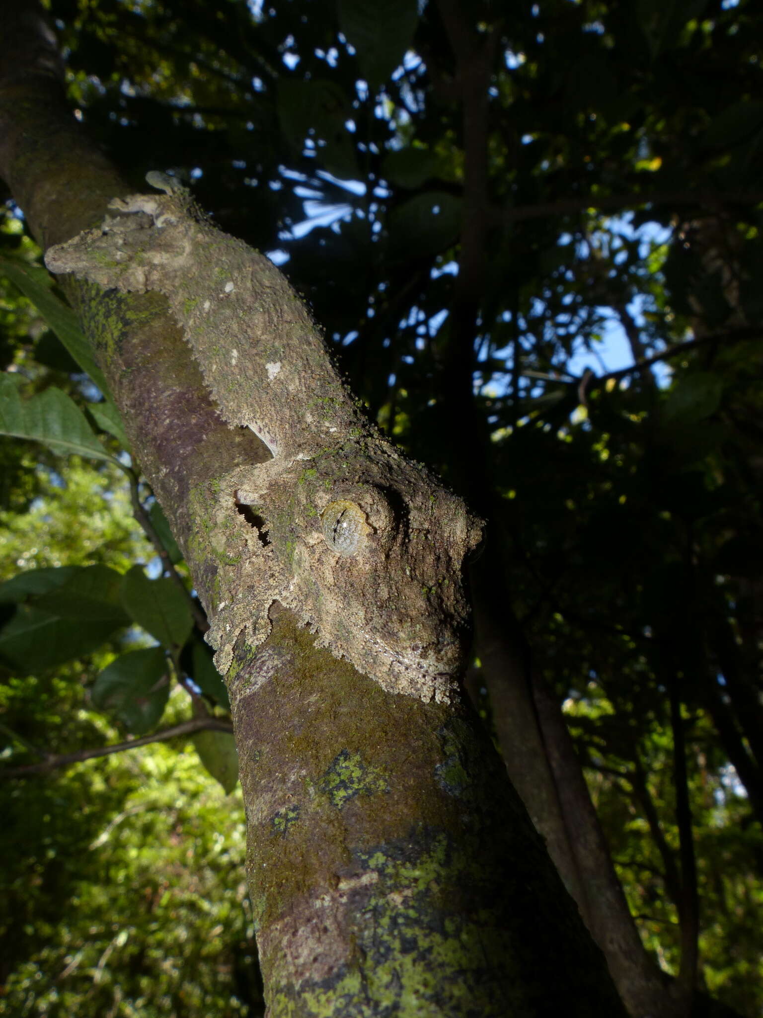 Слика од Uroplatus henkeli Böhme & Ibisch 1990