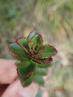 Image of Veronica macrantha Hook. fil.