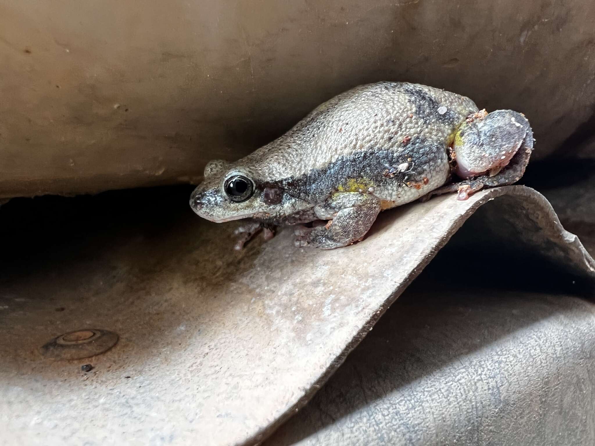 Image of Buzzing Tree Frog