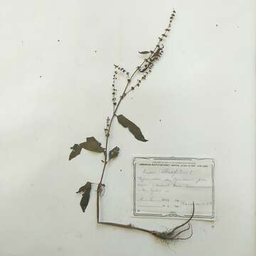 Image of Rumex obtusifolius subsp. sylvestris (Lam.) Celak.