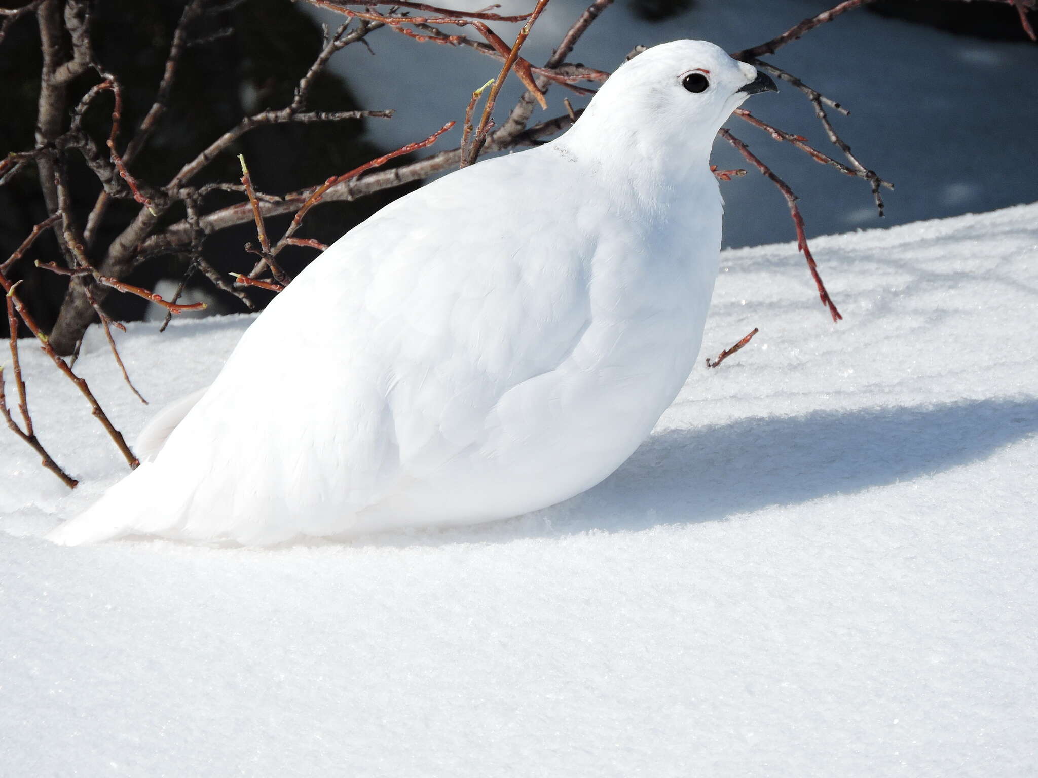 Imagem de Lagopus leucura (Richardson 1831)