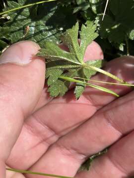 Image of Butte County checkerbloom