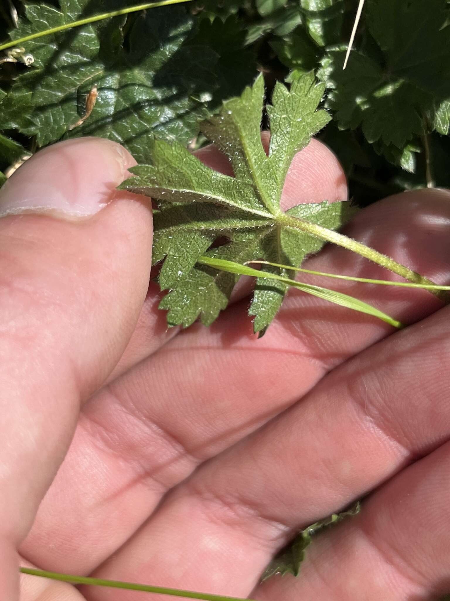 Image de Sidalcea robusta A. A. Heller