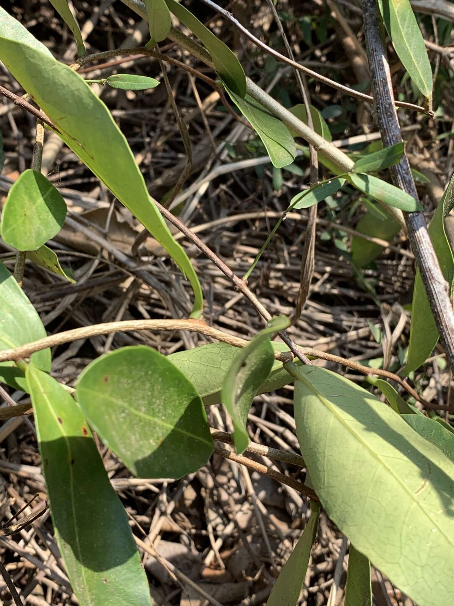 Image of Salacia kraussii (Harv.) Harv.