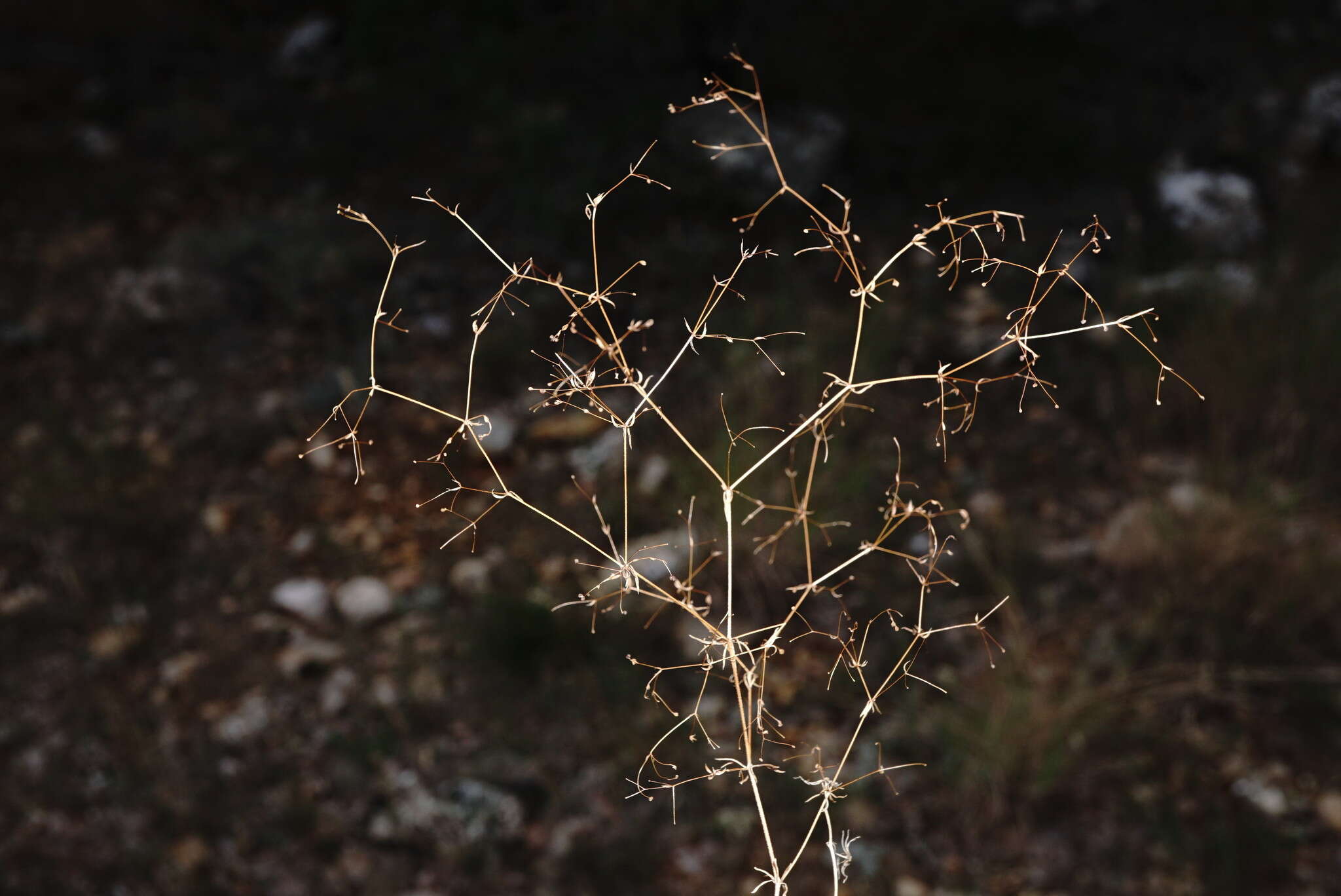 Imagem de Galium tenuissimum M. Bieb.