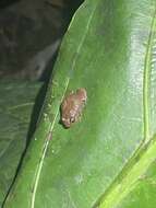 Image of Whistling coqui