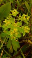 Euphorbia pterococca Brot. resmi