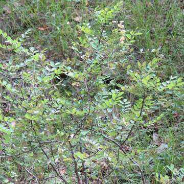 Robinia neomexicana A. Gray resmi