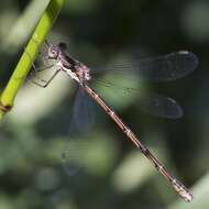 Image of Spotted Spreadwing