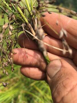 Imagem de Scirpus longii Fernald