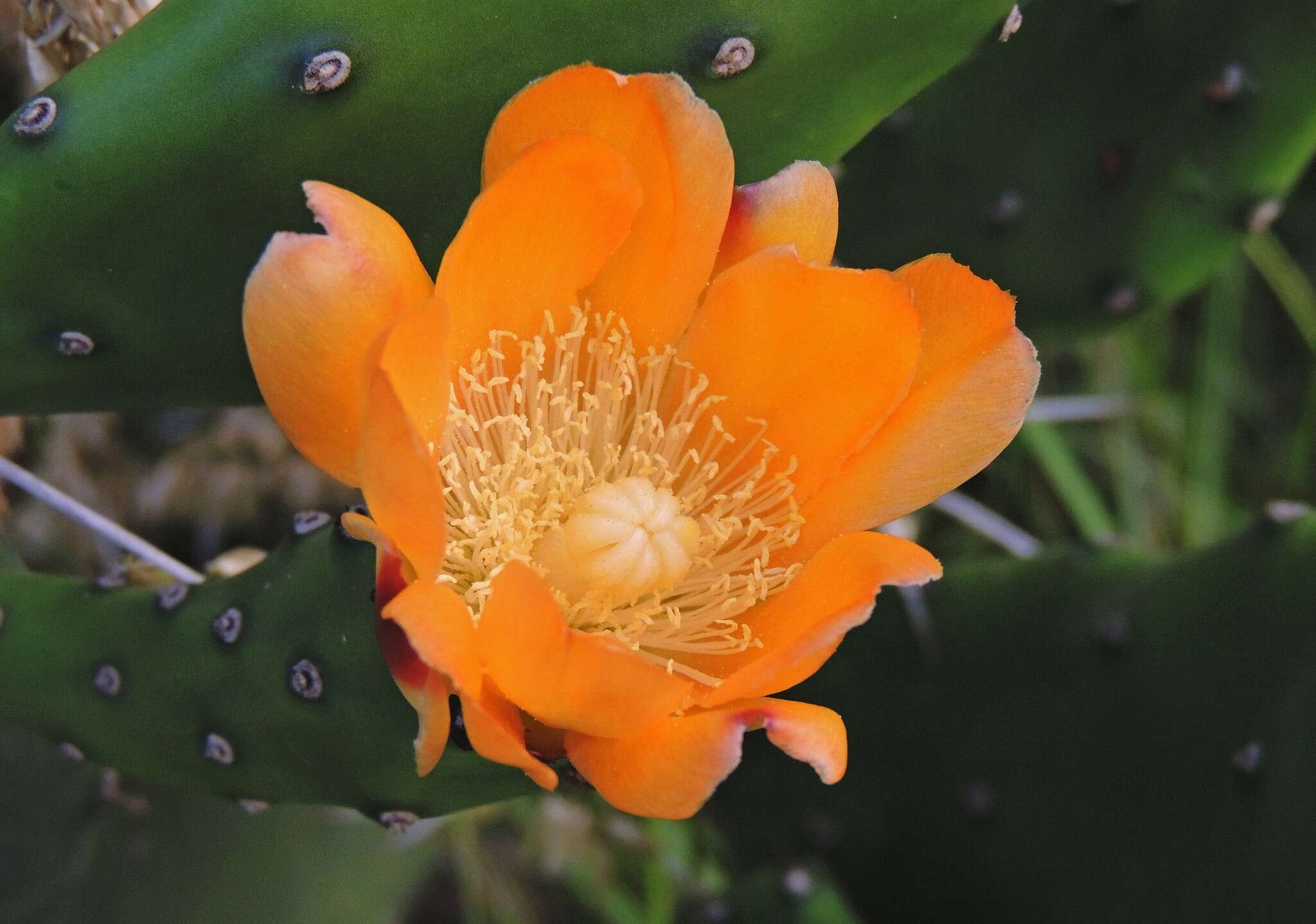 Image of Opuntia elata Salm-Dyck