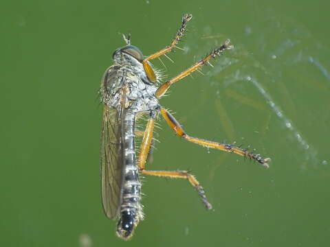 Image of Devon Red-legged Robber Fly